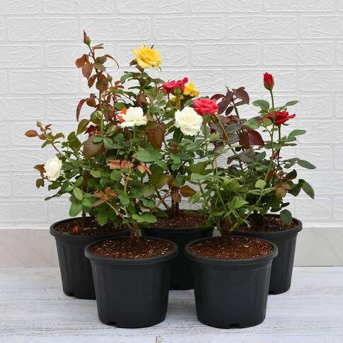 Set Of 5 Enchanting Roses - Combo Plants Pack